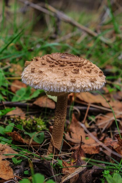 Foto um cogumelo na floresta