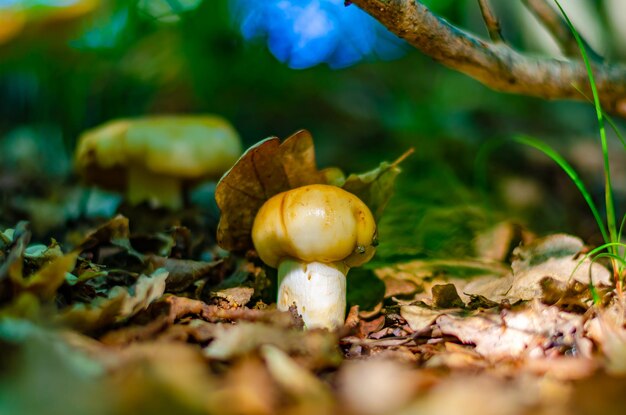 Um cogumelo na grama entre as folhas.