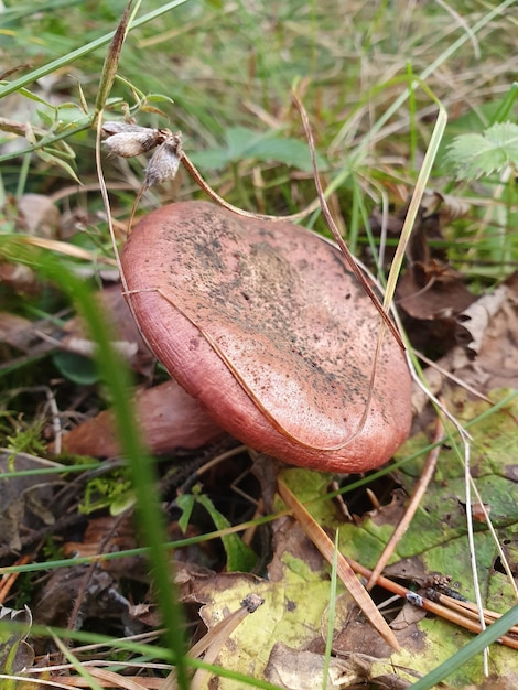 Foto um cogumelo no chão da floresta