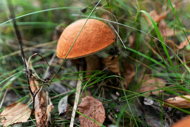 Um cogumelo nobre comestível cresce entre a grama na floresta