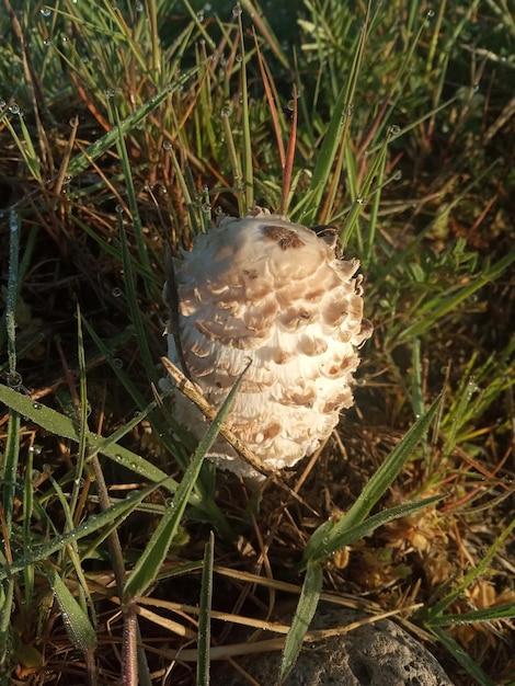 Foto um cogumelo que está na grama com a palavra cogumelo nele