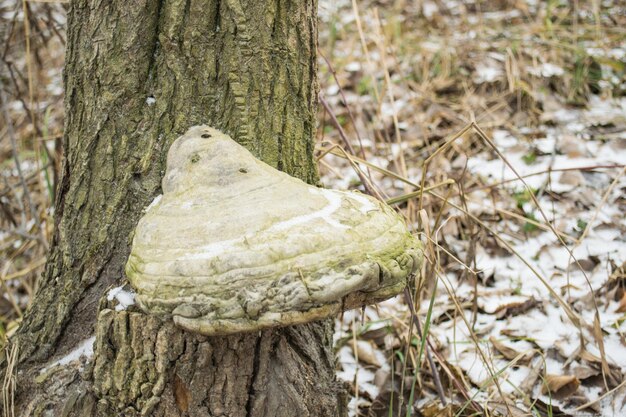 Foto um cogumelo que hiberna em uma árvore