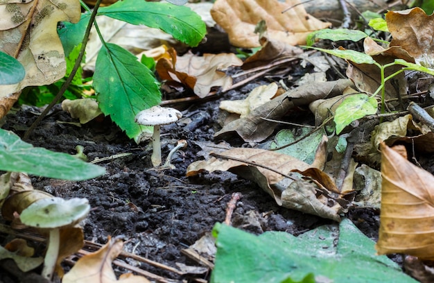 Um cogumelo solitário crescendo em folhas secas em uma floresta selvagem.