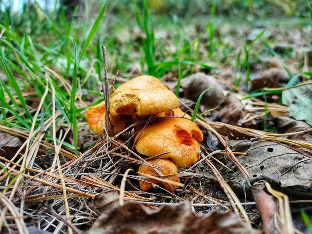 Foto um cogumelo venenoso na floresta de outono foto de alta qualidade