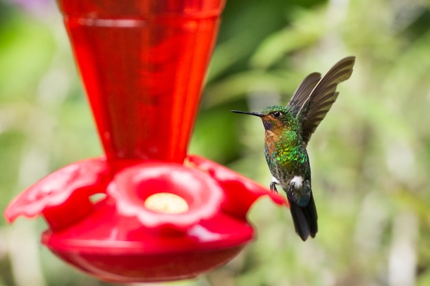 Foto um colibri