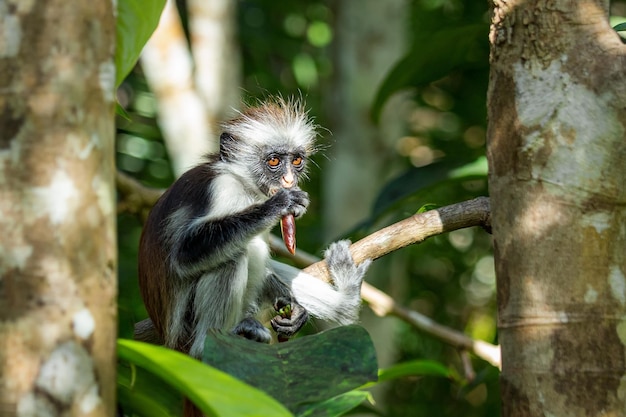 Um colobus jovem senta-se em uma árvore e come. Zanzibar .Tanzânia