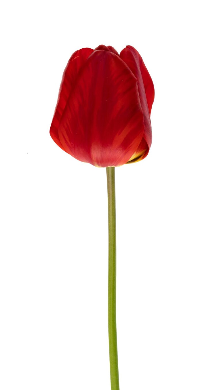 Foto um com pétalas de tulipa vermelhas em um fundo branco em isolamento