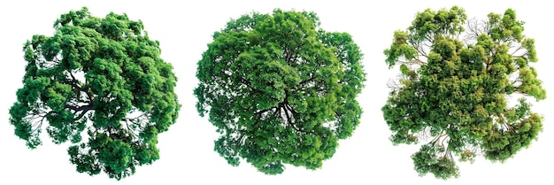 Um conjunto de árvores com folhas verdes isoladas em um fundo branco ou transparente close-up de árvors de