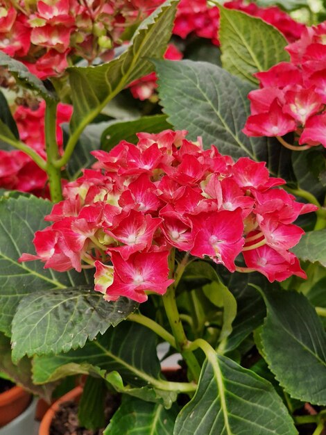 Um conjunto de flores vermelhas com a palavra hortênsia nele