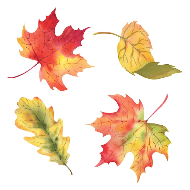 Um conjunto de folhas de outono Ilustração em aquarela Maple carvalho e folha de bétula Dia de Ação de Graças