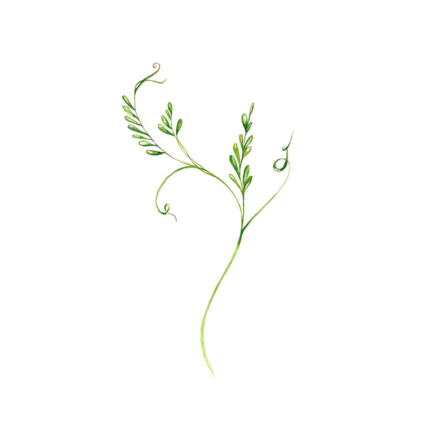 Um conjunto de ilustrações em aquarela prados gramíneas flores trevo humor de verão para o projeto