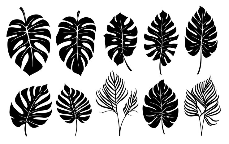 Foto um conjunto de ilustrações em preto e branco de folhas e plantas.