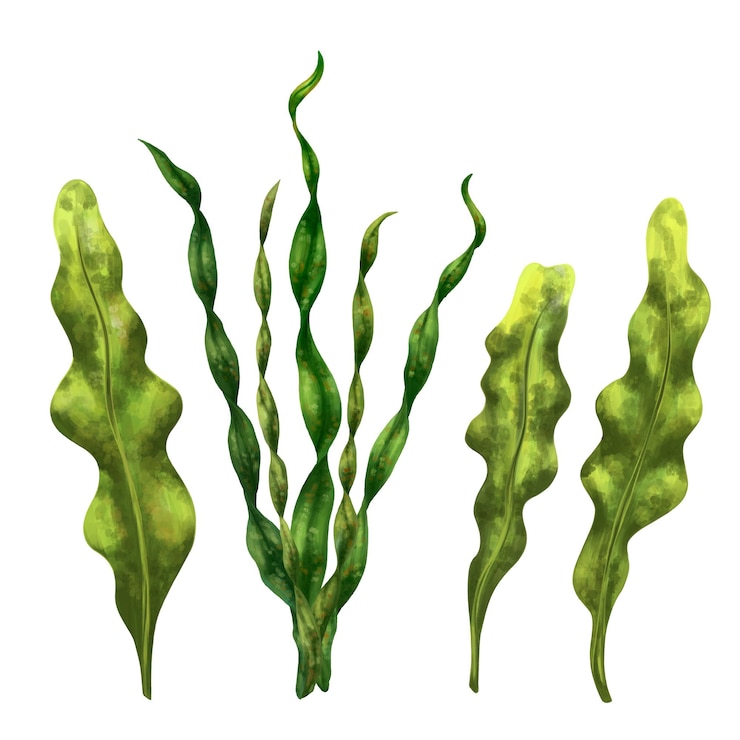 Foto um conjunto de plantas tropicais subaquáticas algas marinhas para composições de design, cartões postais, lembranças, têxteis