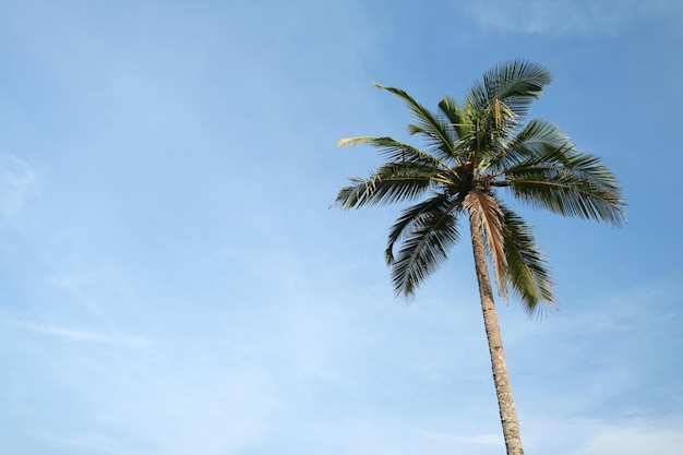 Um coqueiro tropical e céu azul nublado