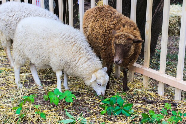 Um cordeiro com lã branca e um cordeiro com peles marrons estão no feno