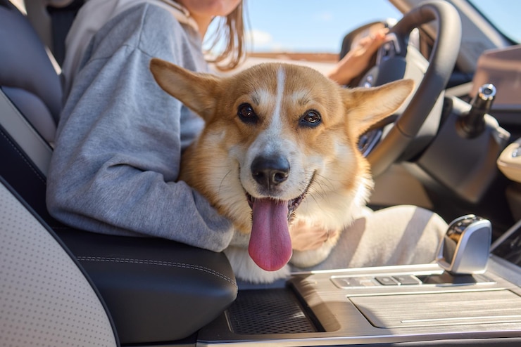 Foto um corgi bonito senta-se em um carro ao lado de seu dono mostrando um vínculo afetuoso e desfrutando do passeio