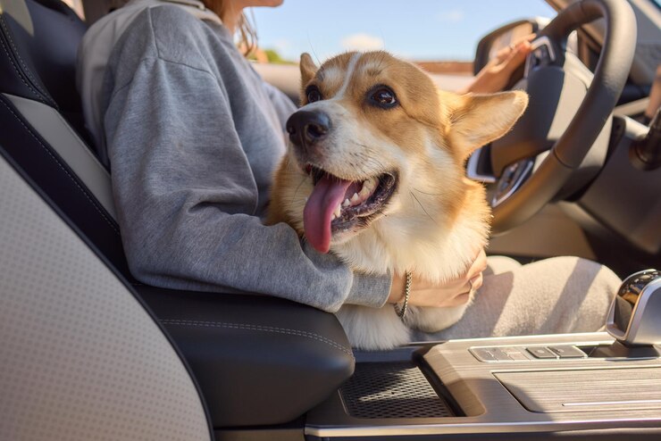 Foto um corgi bonito senta-se em um carro ao lado de seu dono mostrando um vínculo afetuoso e desfrutando do passeio