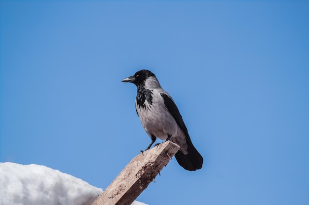 Um corvo cinza adulto senta-se contra um céu azul