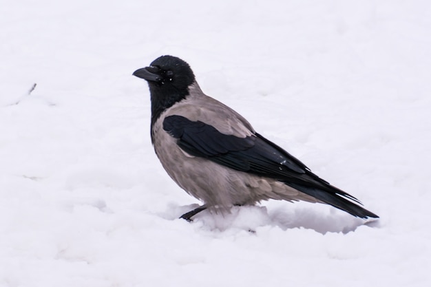 Um corvo cinzento na rua no inverno. ulyanovsk.