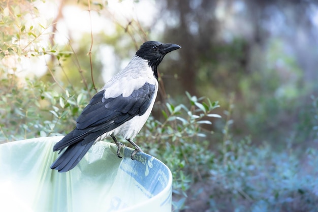 Foto um corvo cinzento senta-se em uma lata de lixo no parque