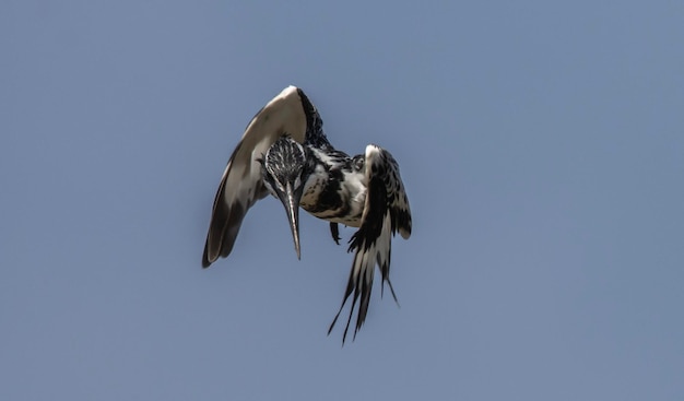 Um corvo com uma longa cauda está voando no céu.