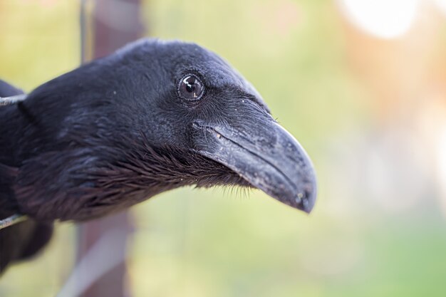 Um corvo doméstico olhou de perto de sua gaiola.