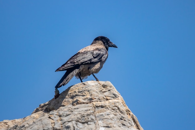 Um corvo está em uma rocha contra um céu azul. Pássaros.