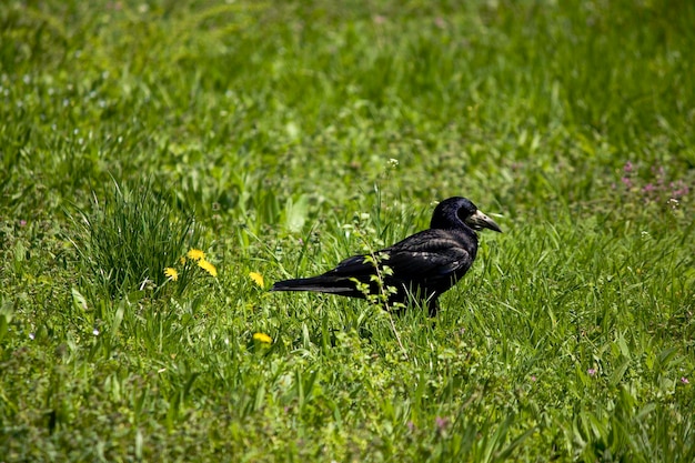 Foto um corvo está sentado em um campo de grama.