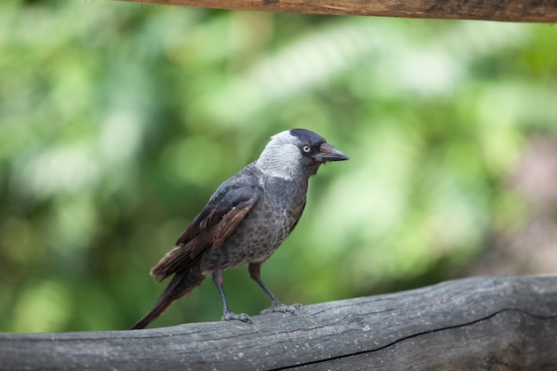 Um corvo negro sentado em um parque em um galho de madeira