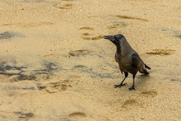 Um corvo senta-se em uma praia de areia perto do oceano no Sri Lanka