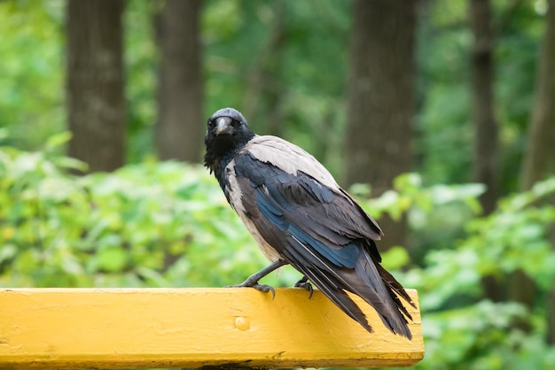 Um corvo senta-se na parte de trás de um banco no parque e olha diretamente para a câmera