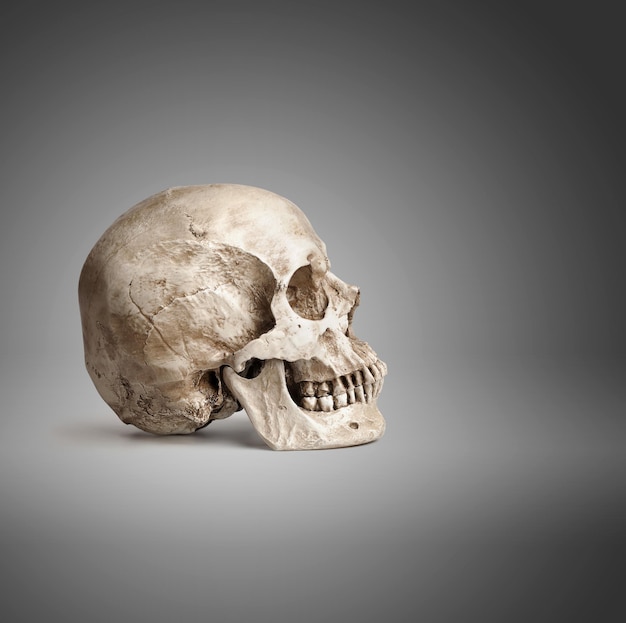 Um crânio humano em um fundo cinza
