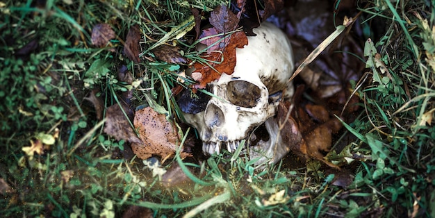 Um crânio humano na grama está enterrado sob as folhas de outono. Close de crânio falso em fundo natural. Uma cópia de um crânio humano para o Halloween, um conceito místico de horror, morte, doença, guerra.
