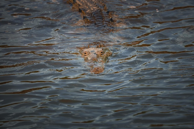 Um crocodilo americano toma sol na margem de um rio na costa rica