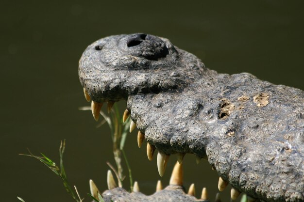 Foto um crocodilo com um dente comprido é visto em um rio.