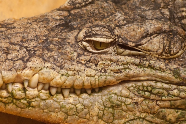 Um crocodilo em close-up