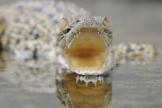 um crocodilo em uma poça