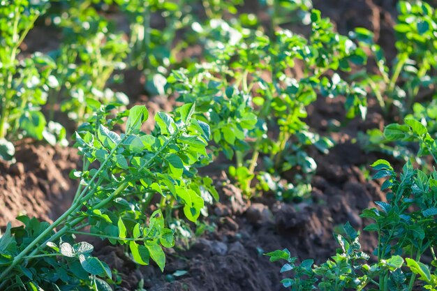 Um cultivo de batata Vegetais jovens verdes crescendo no jardim de cozinha