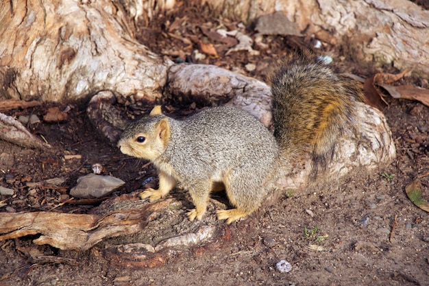 Foto um curioso esquilo marrom-acinzentado corre pelo chão perto de uma árvore santa monica califórnia eua