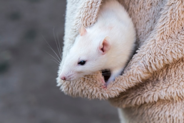 Um curioso rato branco espreita do bolso da jaqueta de uma mulher.