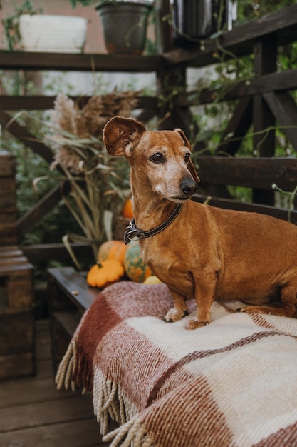 Um dachshund senta-se em um banco ao lado de uma colheita de abóboras e abobrinha