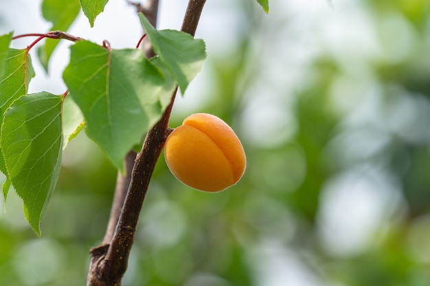 Damasco: um fruto de Verão! - Frutas do Cávado