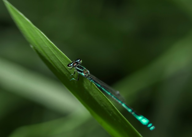 Um damselfly azul comum Enallagma cyathigerum close-up