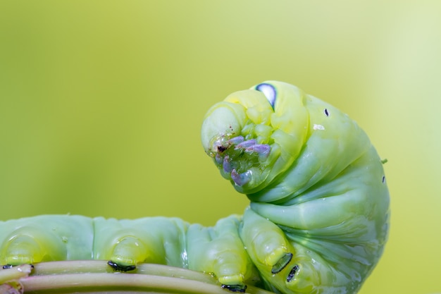 Um Daphnis Nerii