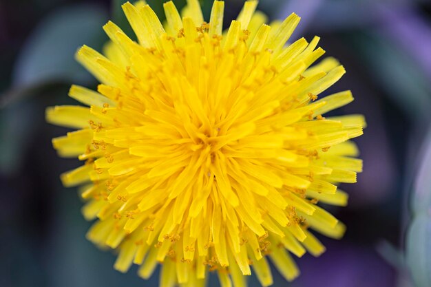 Foto um dente-de-leão amarelo com um grande centro que tem um grande centro.