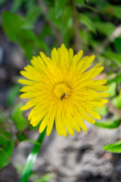 Um dente-de-leão amarelo com um inseto
