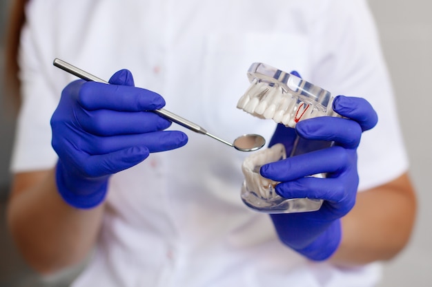 Um dentista está segurando uma amostra de dentes da mandíbula em um consultório odontológico.