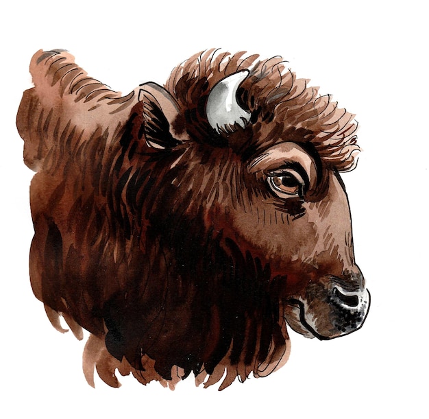 Um desenho da cabeça de um bisão com um fundo branco