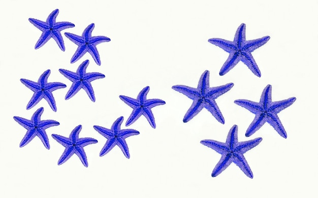 Um desenho de estrela do mar em um fundo branco