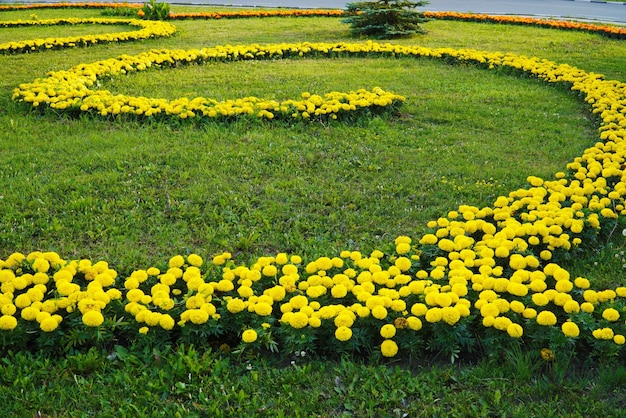 Um desenho de malmequeres amarelos no parque da cidade